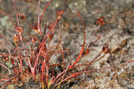 Image of Bulbous Rush