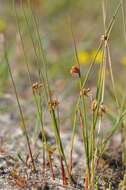 صورة Juncus filiformis L.