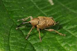 Image of nut weevil