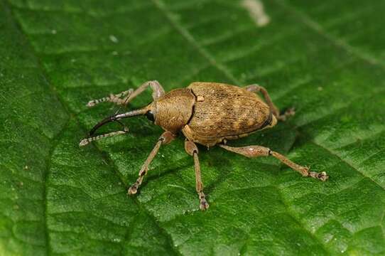 Image of nut weevil