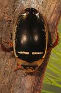 Image of Hydaticus (Hydaticus) transversalis (Pontoppidan 1763)