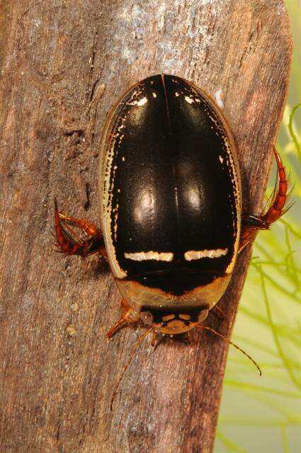 Image of Hydaticus (Hydaticus) transversalis (Pontoppidan 1763)