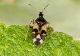 Image de Anthocoris