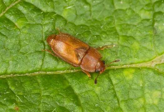 Image of sap-feeding beetles