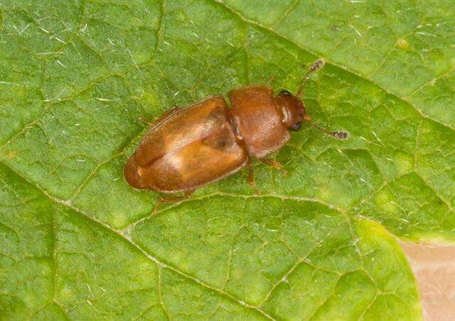 Image of sap-feeding beetles