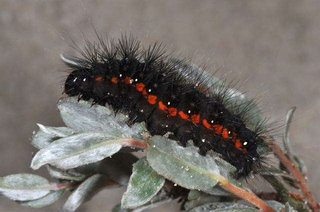 Imagem de Acronicta menyanthidis Vieweg 1790