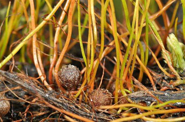 Image of pillwort