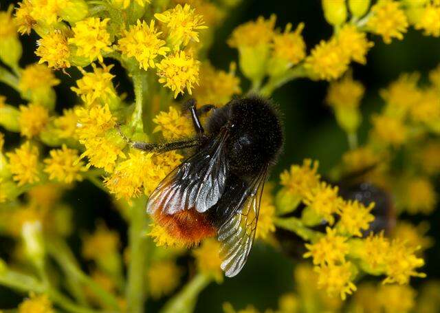 Image of honeybees, bumblebees, and relatives