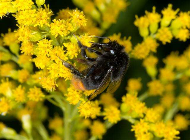 Image of honeybees, bumblebees, and relatives