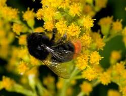 Image of honeybees, bumblebees, and relatives