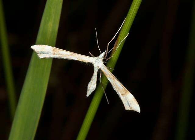 Image of <i>Gillmeria tetradactyla</i>