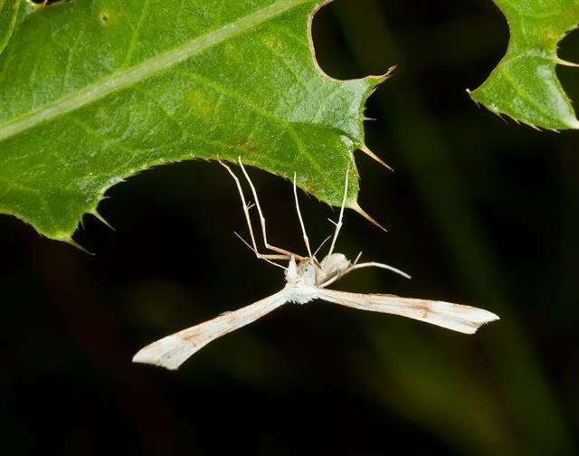 Image of <i>Gillmeria tetradactyla</i>