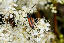 Image of <i>Leptura melanura</i>