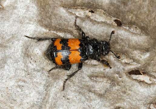 Image of Sexton Beetles