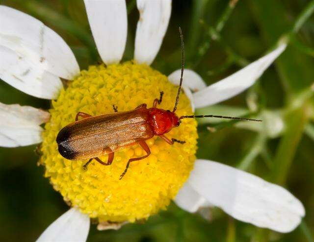 Image of soldier beetles