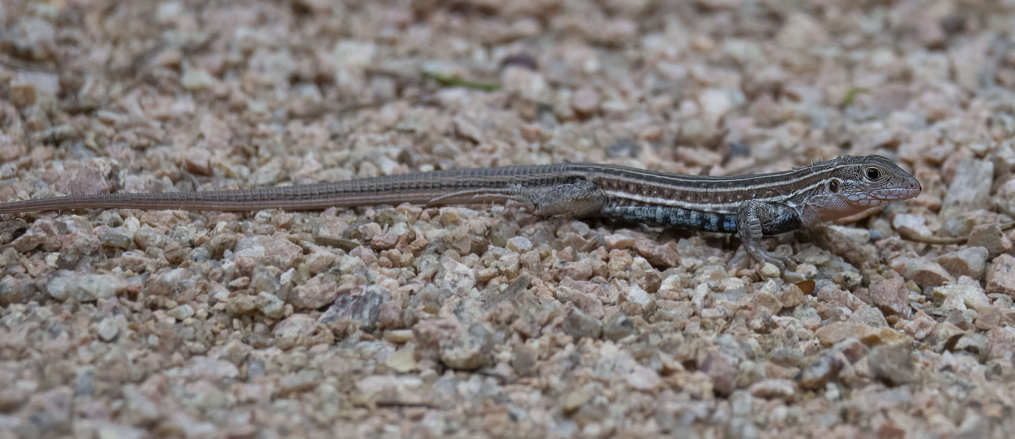 Image of Common Spotted Whiptail