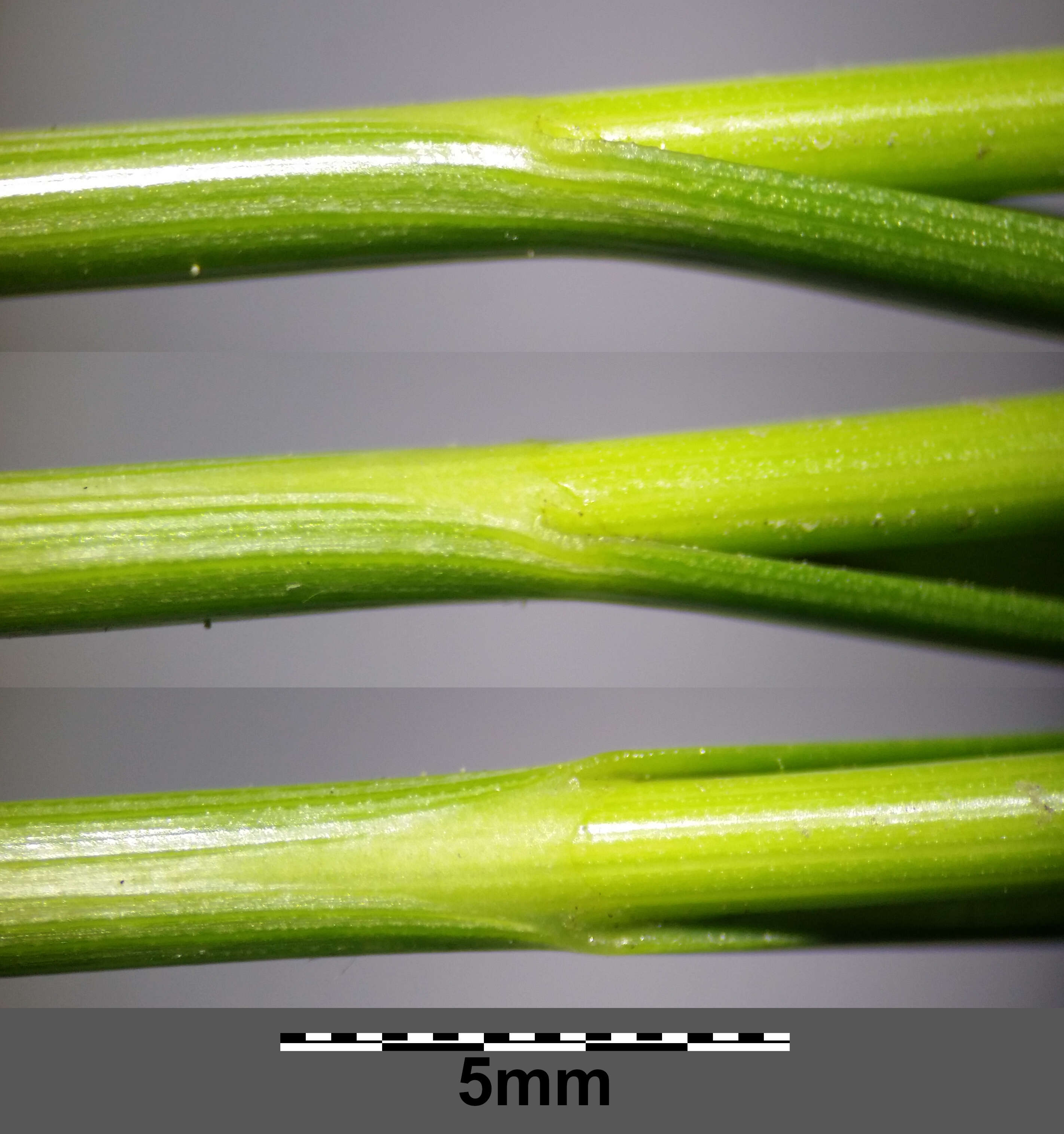 Image of Flat-sedge