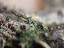 Image of Szczawinskia lichens