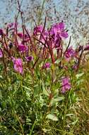 Image of dwarf fireweed