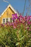 Image of dwarf fireweed