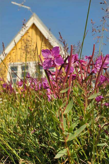 Image of dwarf fireweed