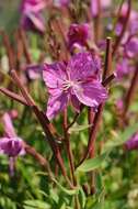 Image of dwarf fireweed