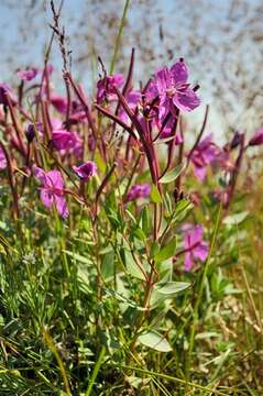 Image of dwarf fireweed