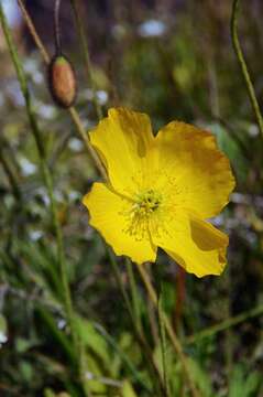 Imagem de Papaver radicatum Rottb. ex DC.