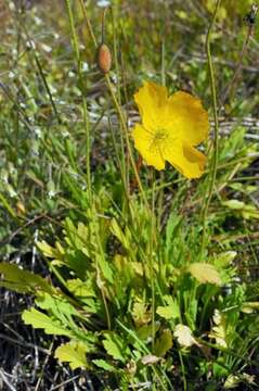 Imagem de Papaver radicatum Rottb. ex DC.