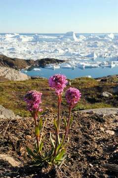 Image of Silene suecica (Loddiges) Greuter & Burdet