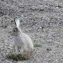 北極兔的圖片