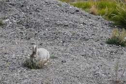 Image of hare