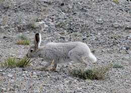 Image of hare