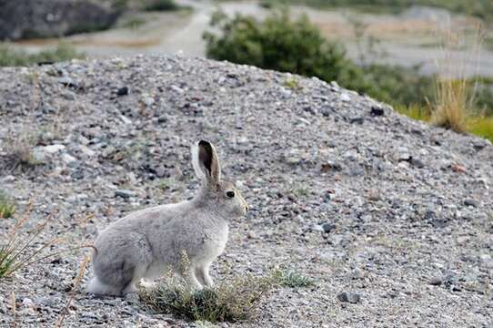 Plancia ëd Lepus Linnaeus 1758