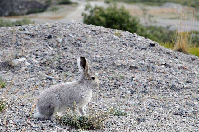 Plancia ëd Lepus Linnaeus 1758