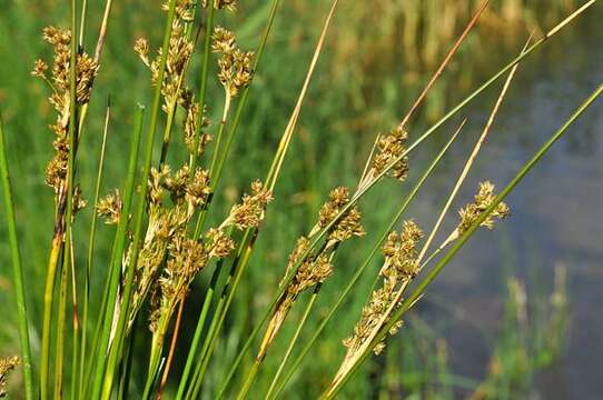 Imagem de Juncus maritimus Lam.