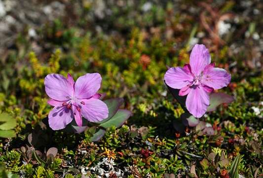 Image of dwarf fireweed