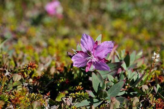 Image of dwarf fireweed