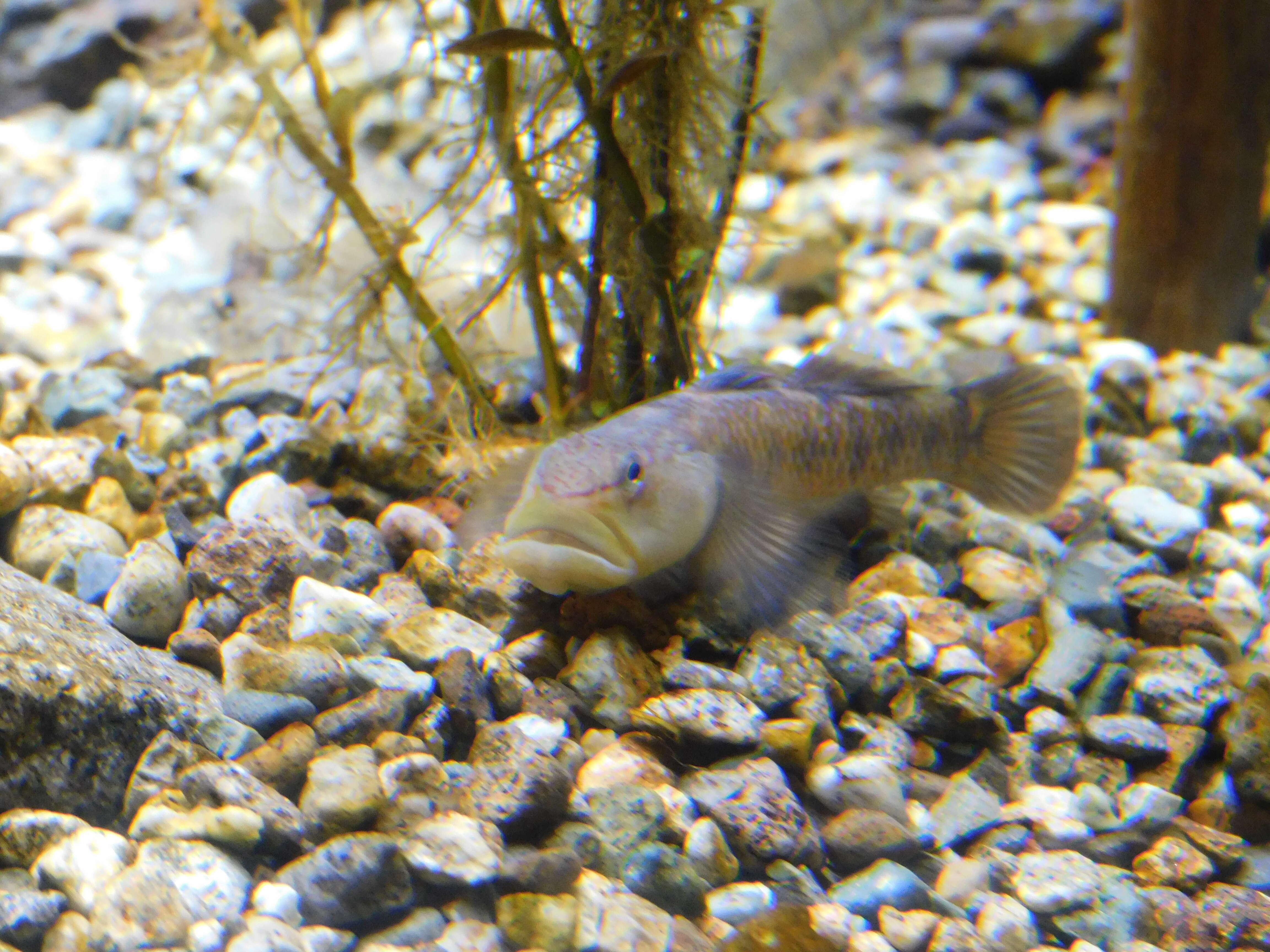 Image of Rhinogobius