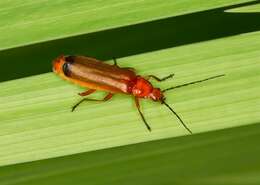Image of soldier beetles