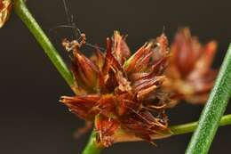 Слика од Juncus acutiflorus Ehrh. ex Hoffm.