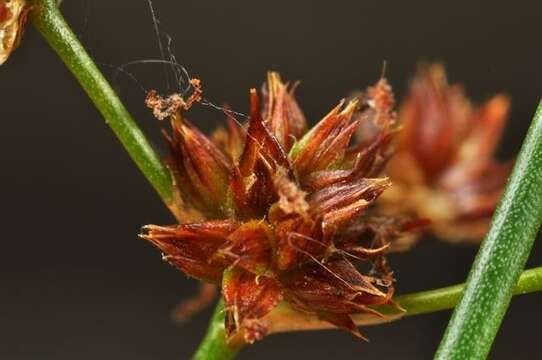 Image of sharp-flowered rush