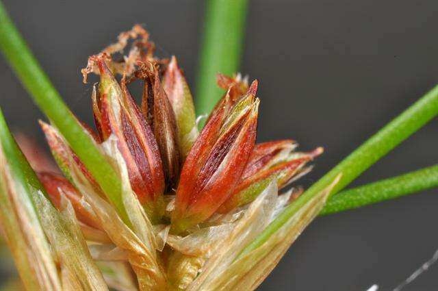 Слика од Juncus acutiflorus Ehrh. ex Hoffm.