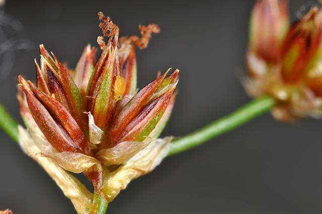 Image of sharp-flowered rush