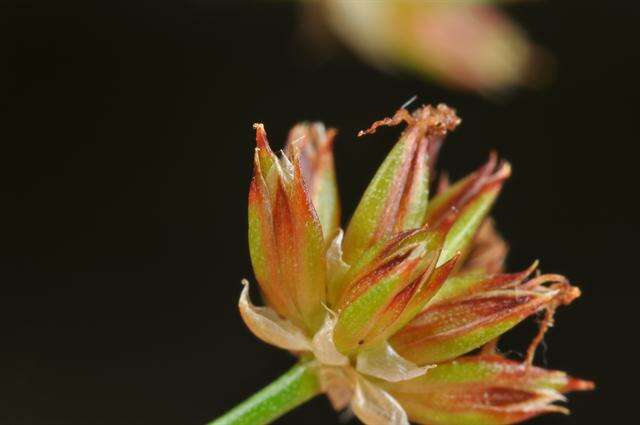 Слика од Juncus acutiflorus Ehrh. ex Hoffm.