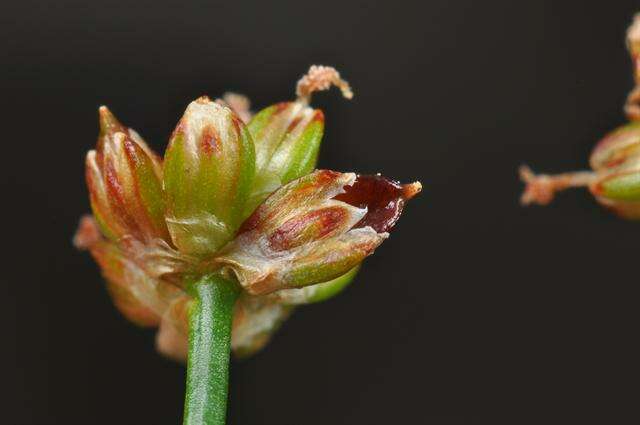 Image of Blunt-flowered Rush