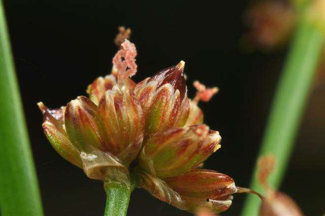 Image of Blunt-flowered Rush