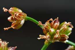 Image of Blunt-flowered Rush