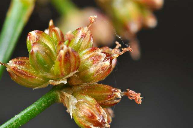 Image of Blunt-flowered Rush