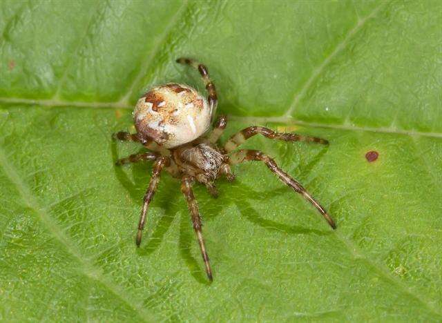 Image of Araneus